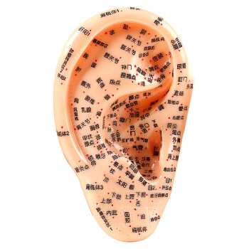 祝浩康 耳穴模型 耳朵耳部反射区 耳部模型 标准穴位模型 16厘米
