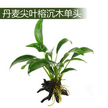 森森 鱼缸水族箱造景装饰活体真水草套餐懒人沉木水榕植物 丹麦尖叶榕图片