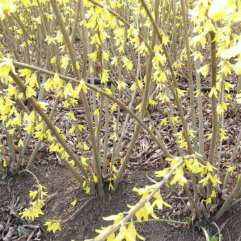 花明柳媚庭院绿化苗木攀缘花卉连翘花连翘苗东北连翘黄花条黄金条树苗