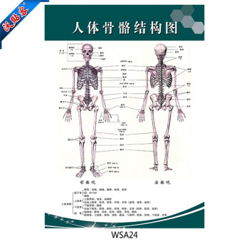 沃贴客 医院科室挂图 宣传画海报挂画 人体骨骼结构图