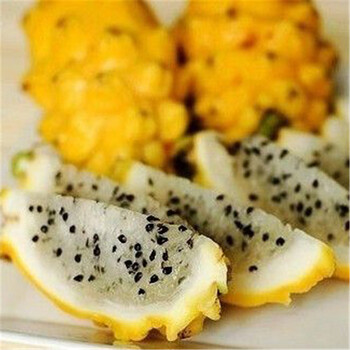 春满人间 火龙果树 果树苗 盆栽地栽 火龙果苗