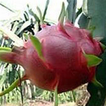 逍遥 盆栽果树苗火龙果树苗 台湾超甜红肉火龙