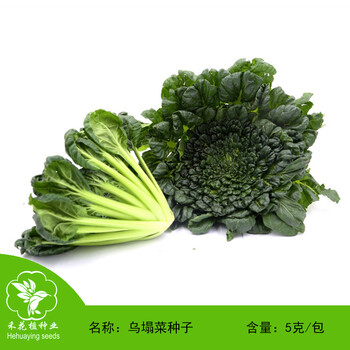 菜种子 蔬菜种子 阳台四季盆栽菜种子 太古菜种子塌地松种籽5克/包