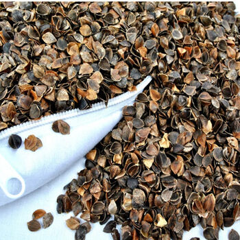 双漫 优质枕芯 散装荞麦壳 天然甜荞麦皮护颈 TB9902-1 3kg