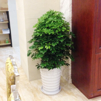 室室内客厅大型盆景植物盆栽花卉绿植苗吸甲醛八方来财批发绿萝发财树