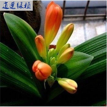 多肉植物 鞍山 黄技师 圆头和尚 横兰 油匠 君子兰 种子 短叶花脸 大图片
