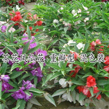 茶花凤仙 非洲凤仙 四季易种花卉 指甲花 盆栽凤仙花 重瓣茶花凤仙花