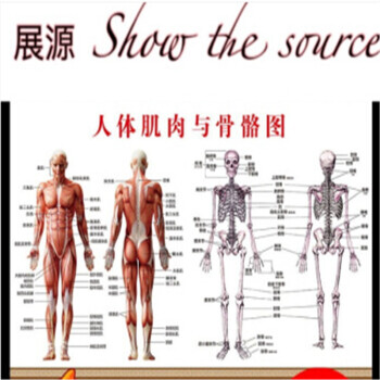 人体骨骼图大挂图器官人体内脏结构图穴位图人体肌肉解剖图大挂图 24