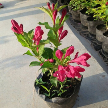 室内灌木篱笆围墙耐寒爬藤植物盆栽〔10-30cm〕高四季常青苗木观花 4