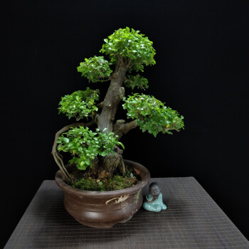 明柳媚红芽雀梅盆景树桩办公室精品微型盆栽开花结果绿植植物花卉造型
