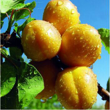 沁心园 杏子树苗 盆栽地栽杏树苗 嫁接苗果树苗