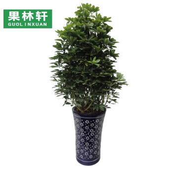 林轩常绿盆栽花卉植物 鸭脚木 七叶莲 鹅掌柴 观叶绿植 鸭掌木 吸毒王