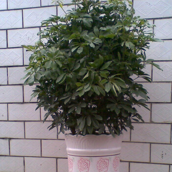 雅卉(yahui)大型盆栽 鸭脚木盆栽 植物 招财树盆栽 鸭