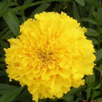 康乃馨花苗种子花卉鲜花康乃馨种子观赏花卉种