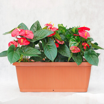 菜多美 家庭阳台种菜盆种花盆 长方形大容量P