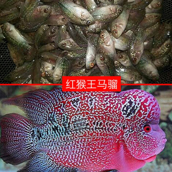 罗汉鱼苗大明鸿运马骝红马满银幻彩德萨蛇纹泰金金花活体 红猴王马骝
