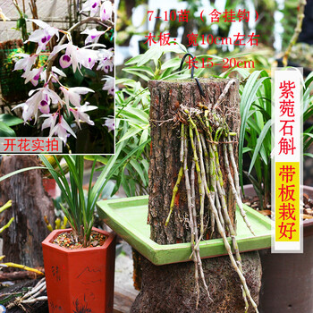 石斛盆栽 带板栽好 铁皮金钗报春翅梗萼鼓槌肿节玫瑰