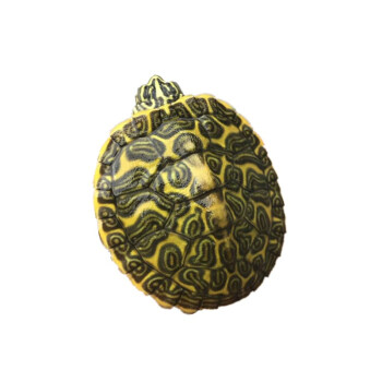 【活鲜】蟹爱 火焰龟深水龟活体苗宠物龟 105-150g 一只 盒装