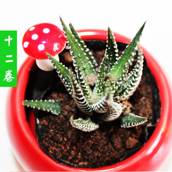 多肉植物盆栽 迷你小肉肉植物 盆栽多肉组合套