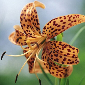 带芽香水百合花种球根 百合花苗绿植盆栽 当年