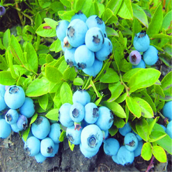 美家亿 蓝莓苗盆栽果树苗当年结果南北方种植