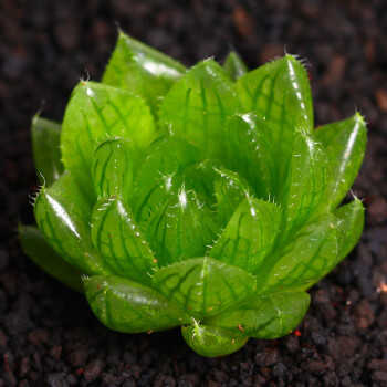 水晶玉露十二卷属锦多肉植物小盆栽稀有品种大颗万象新款玉扇组合