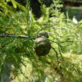 绿苑(池杉种子)池柏 落叶乔木 绿化园林种植 半
