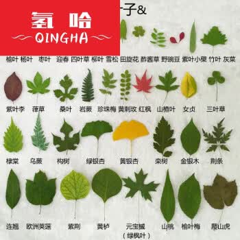 干叶子树叶干花植物标本diy创意礼物手工 粘贴式 相册 32片不同种类的