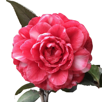 茶花【定哥茶花】五色赤丹红叶贝拉十八学士白底乔伊四季杜鹃茶花图片