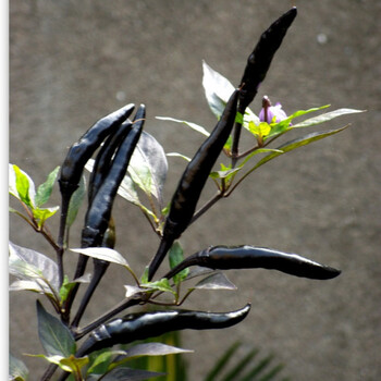 苏之卉朝天椒黑辣椒阳台盆栽易种观果蔬菜种子