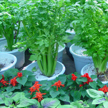 室内阳台种菜花卉 鸡毛菜 四季香菜 荠菜 四季栽