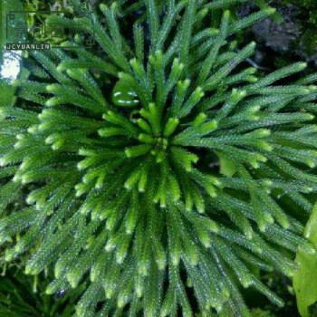 山野素材 天胡荽虎耳幸运垂盆草小叶冷水花卷柏薜荔蕨类植物 九死