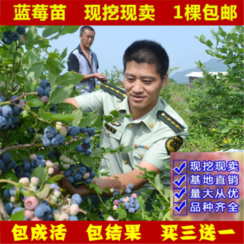 蓝莓树苗 果树苗盆栽蓝莓苗 南方北方推荐品种
