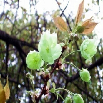 正宗日本樱花苗 庭院室内种植 重瓣樱花树苗盆