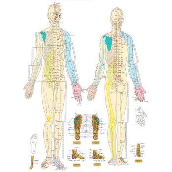 人体经络穴位挂图全套中医针灸标准挂图男女身体养生挂图海报 n 60cm*