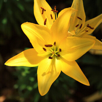 带芽香水百合花种球根 百合花苗绿植盆栽 当年