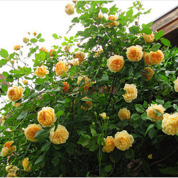 唯友 欧月 玛格丽特王妃 耐热多花浓香扦插苗藤本月季苗 小苗带营养钵【图片 价格 品牌 报价】-京东