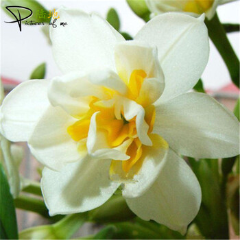 水仙花种球水培套装 香水百合种球土培套装 碗