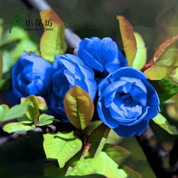 花卉庭院盆栽日本海棠花苗4年树苗盆景植物 四季开花蔷薇绿植 蓝色
