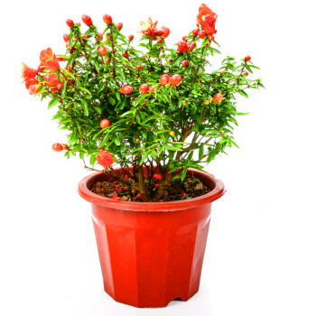 牡丹石榴花盆栽大苗重瓣花石榴树苗盆景室内庭院植物 树形30-40高度