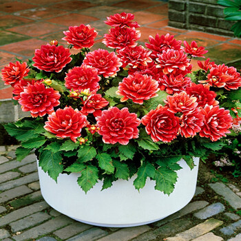 哆啦园艺 包邮必秒!水仙花风信子种球 郁金香盆栽球根花卉水培植物剑兰百合种球花马蹄莲朱顶红 大丽花种球 含盆【图片 价格 品牌 报价】-京东