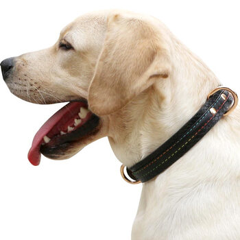 狗狗项圈 大中小型犬狗脖圈金毛哈士奇边牧小型犬泰迪法斗柯基幼犬夜