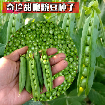 奇珍76甜脆豌豆种子水果豌豆菜豆农家豆荚四季散装荷兰豆种子奇珍甜脆