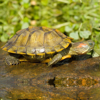 乌龟活体黄金巴西彩龟红耳龟宠物水陆招财龟 
