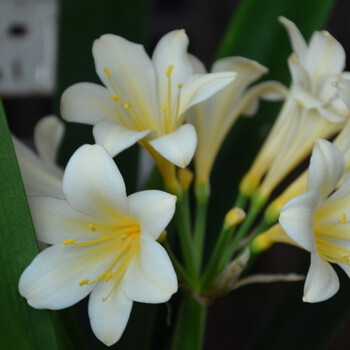 浩胜君子兰盆栽水培花卉盆景绿色植物办公室绿