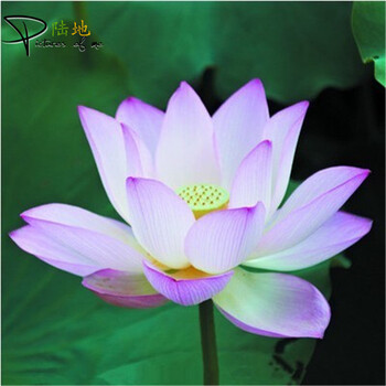 水仙花种球水培套装 香水百合种球土培套装 碗