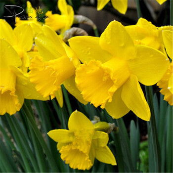 水仙花种球水培套装 香水百合种球土培套装 碗