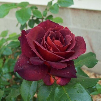 浴花谷花卉进口月季欧月庭院爬藤龙沙宝石月季