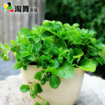 淘舞 驱蚊草食用柠檬猫薄荷种子阳台盆栽四季