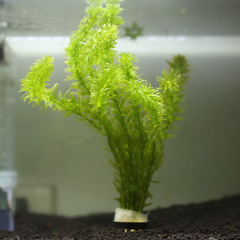 水草活体鱼缸造景套餐水族箱有茎类中后景真水草 蜈蚣草(6-7只一组)